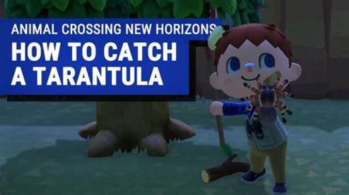 Animal Crossing: New Horizons Tarantula hours