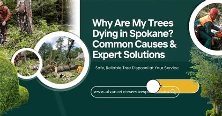 Are my trees dying in Animal Crossing: New Horizons