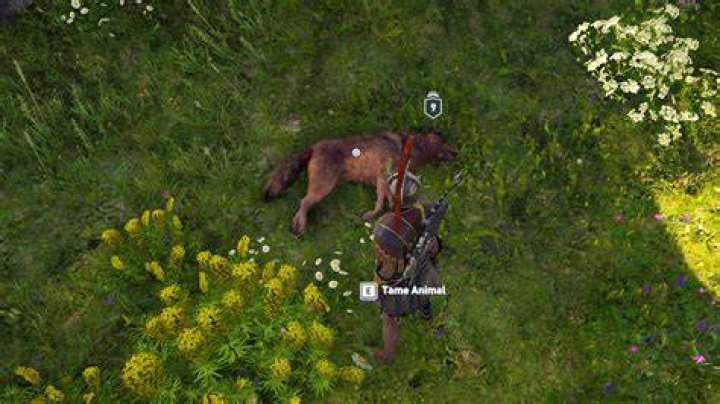 Assassin's Creed Odyssey - How to Tame a Wolf