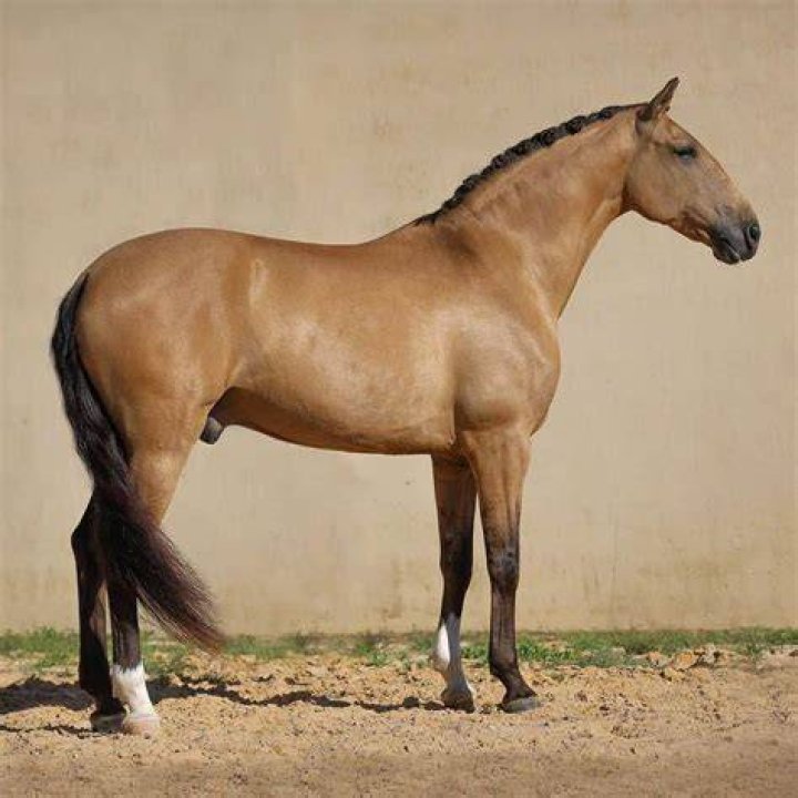 breed-horses