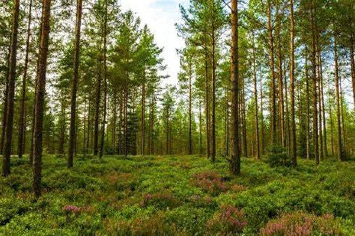 forest