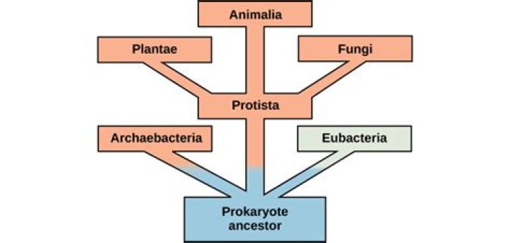 Progenitor