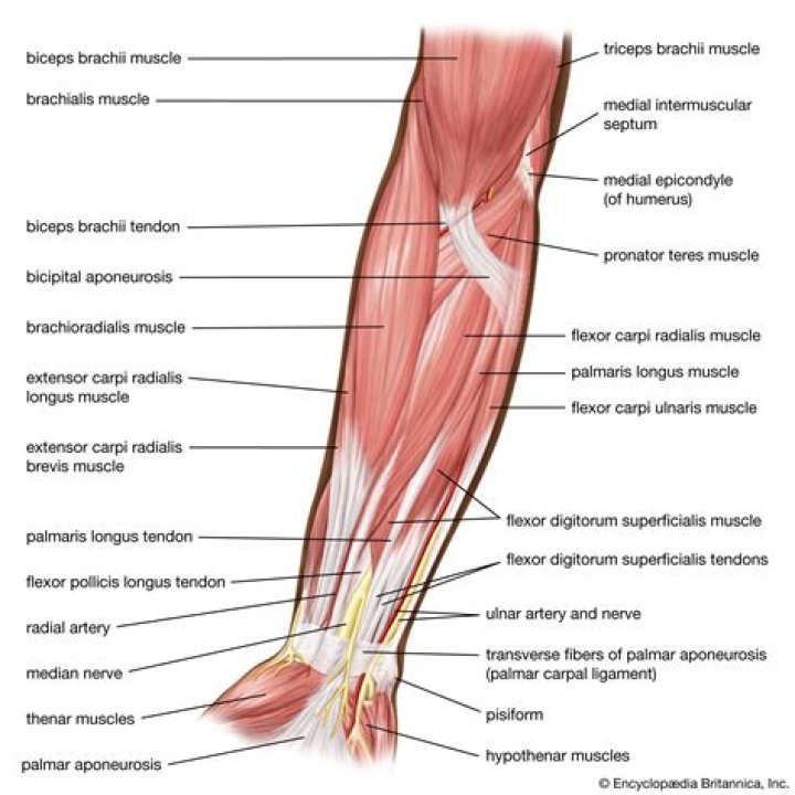The Arm